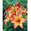 Lily - Royal Sunset - Large Pack! - 10 pcs.