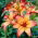 Lily - Royal Sunset - Large Pack! - 10 pcs.