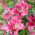 Tree Lily - Robina - Large Pack! - 10 pcs.