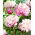 Potonika, Paeonia - Breskve in Krem - sadika
