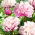 Potonika, Paeonia - Breskve in Krem - sadika