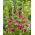 Dark Pink Fragrant Tuberose - Polianthes Love - Large Pack! - 10 pcs