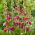 Dark Pink Fragrant Tuberose - Polianthes Love - Large Pack! - 10 pcs