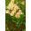 Giglio peruviano - Alstroemeria Majestic Layon - 1 pz