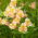 Giglio peruviano - Alstroemeria Majestic Layon - 1 pz