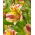 Crin peruan - Alstroemeria Marguerite - 1 buc.