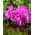 Pleione Tongariro-orchideeëntuin - 