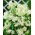 Bloodroot Ice Ballet - Seedling - Large Pack! - 10 pcs