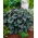 Heuchera - Rachel - GIGA Pack! - 50 pcs