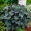 Heuchera - Rachel - GIGA Pack! - 50 pcs