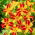 Daylily - Frans Hals - Nagy csomag - 10 db.