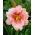 Daylily - Janice Brown - GIGA Pack! - 50 pcs.