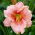 Daylily - Janice Brown - GIGA Pack! - 50 pcs.