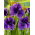 Japanese Iris - Katy Mendez - GIGA Pack! - 50 pcs.