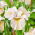 Iris siberiano - Velo de limón