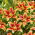 Lily - pôr do sol de Avalon