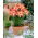 Aziatische lelie - Forever Linda - 