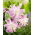 Lily - Lotus Elegance - oriental, double-flowered