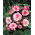 Begonia - Rosebud - lyserøde blomster - 2 stk.