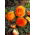 Begonia a fiore doppio - rosso rame - 2 pz