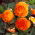 Double-flowered begonia - copper red - 2 pcs