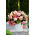 Begonia ricadente - Splendide Flamenca - 2 pz