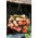 Hangbegonia - Splendide Abrikoos - 2 st - 