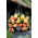Hangbegonia - Splendide Ballerina - 2 st - 