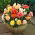 Begonia Pastel mix - 2 pz