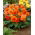 Begonia multiflor - Multiflora Maxima - flores naranjas - 2 piezas