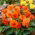Begonia multiflor - Multiflora Maxima - flores naranjas - 2 piezas