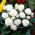 Begonia multiflor - Multiflora Maxima - flores blancas - 2 piezas
