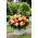 Begonia Superba Bolero - 2 st - 