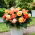 Begonia Superba Bolero - 2 st - 
