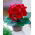 Gloxinia roșie - Steaua de foc