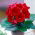 Gloxinia roșie - Steaua de foc