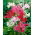 Nerine - selección de colores - 1ud