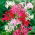 Nerine - selezione colore - 1 pz
