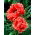 Orientalischer Mohn - Garden Glory - 1 Stk - 