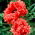 Orientalischer Mohn - Garden Glory - 1 Stk - 