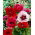Orientalischer Mohn - Mischung - 1 Stk - 