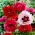 Orientalischer Mohn - Mischung - 1 Stk - 