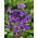 Aquilegia alpina, soffio di Dio - Aquilegia alpina - 1 pz