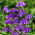 Aquilegia alpina, soffio di Dio - Aquilegia alpina - 1 pz