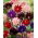 Mix di colombine a fiore doppio - Barlow mix - 1 pz