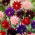 Mix di colombine a fiore doppio - Barlow mix - 1 pz