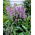 Agastache, Anis isop - Blue Fortune