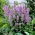 Agastache, Anis isop - Blue Fortune