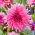 Dahlia - Café au Lait Rosé