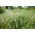 Gazon Kentucky bluegrass Markus - 5 kg - 